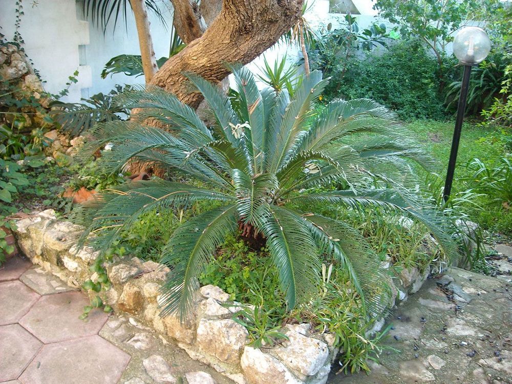 B&B La Rosa Antica Castro  Bagian luar foto